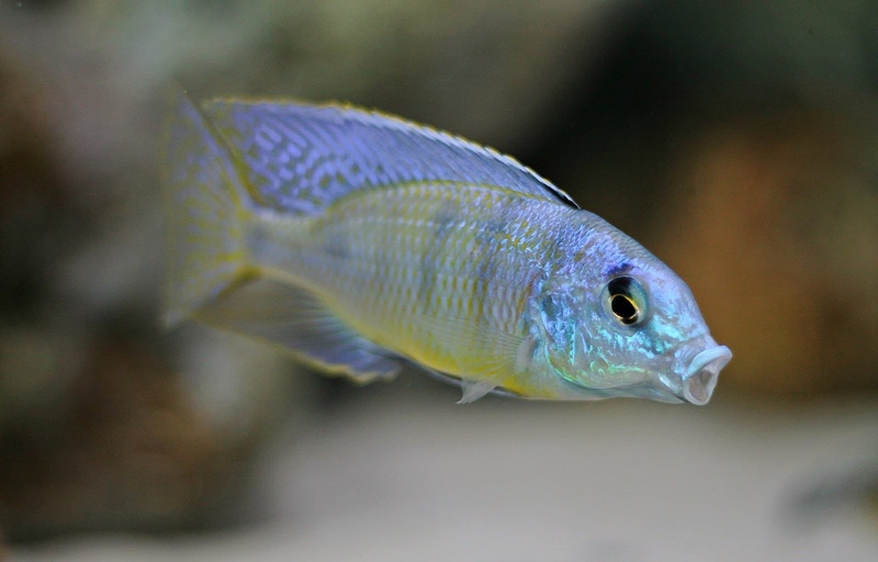 Mylochromis ericotaenia 'Manda'